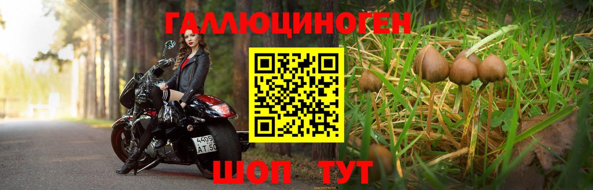 Псилоцибиновые грибы Psilocybine cubensis Гатчина